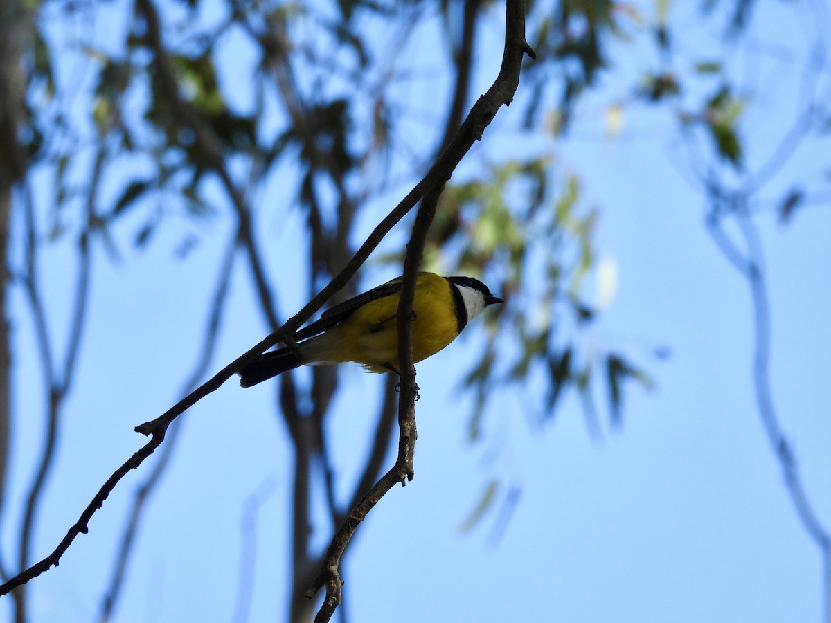 Golden Whistler - ML620909566