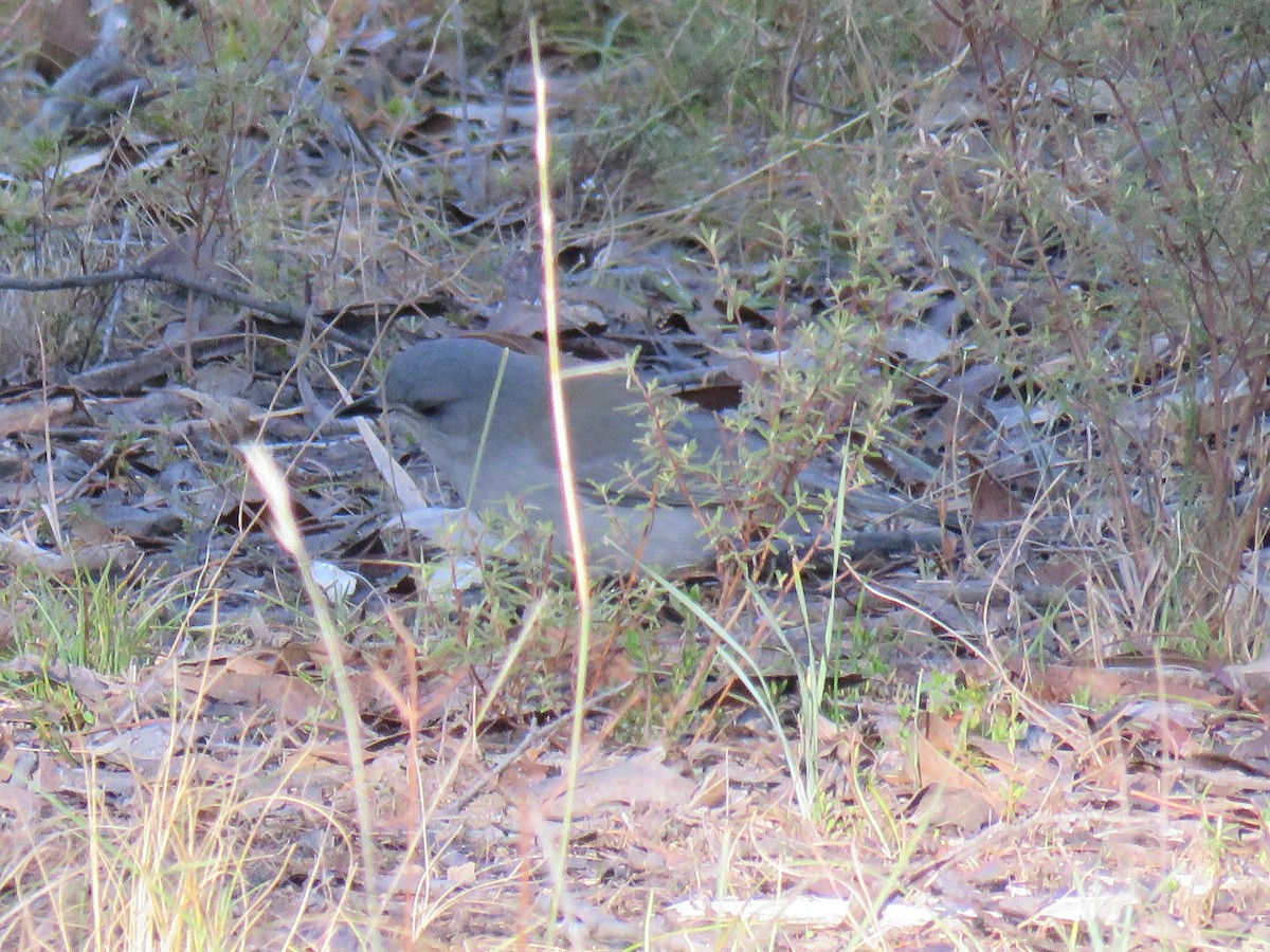 Gray Shrikethrush - ML620909568