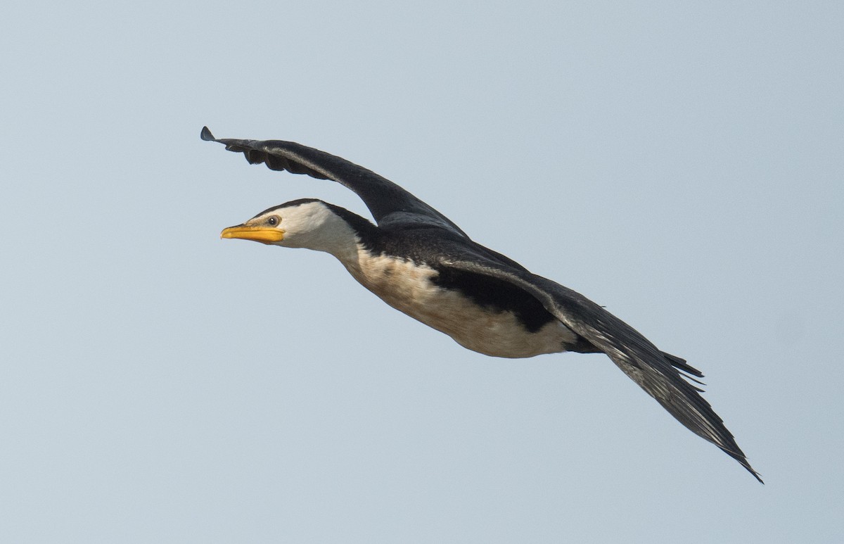 Little Pied Cormorant - ML620909570