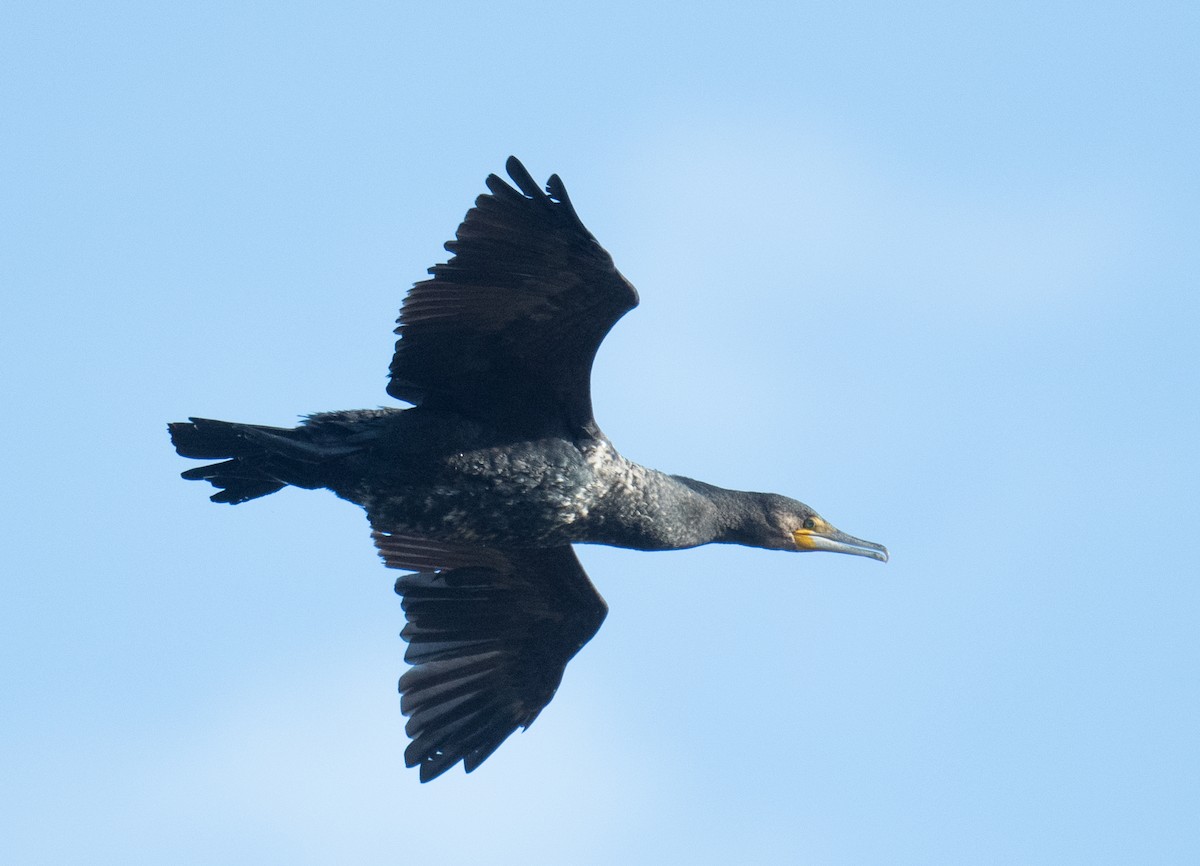 Great Cormorant - ML620909573