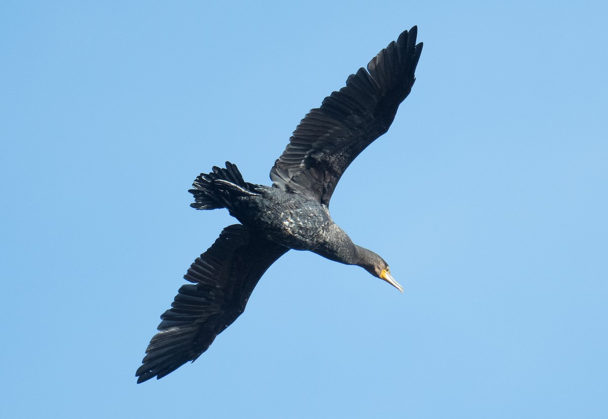 Great Cormorant - ML620909576