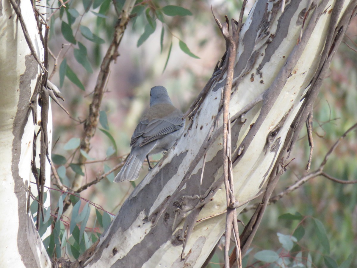 Gray Shrikethrush - ML620909577