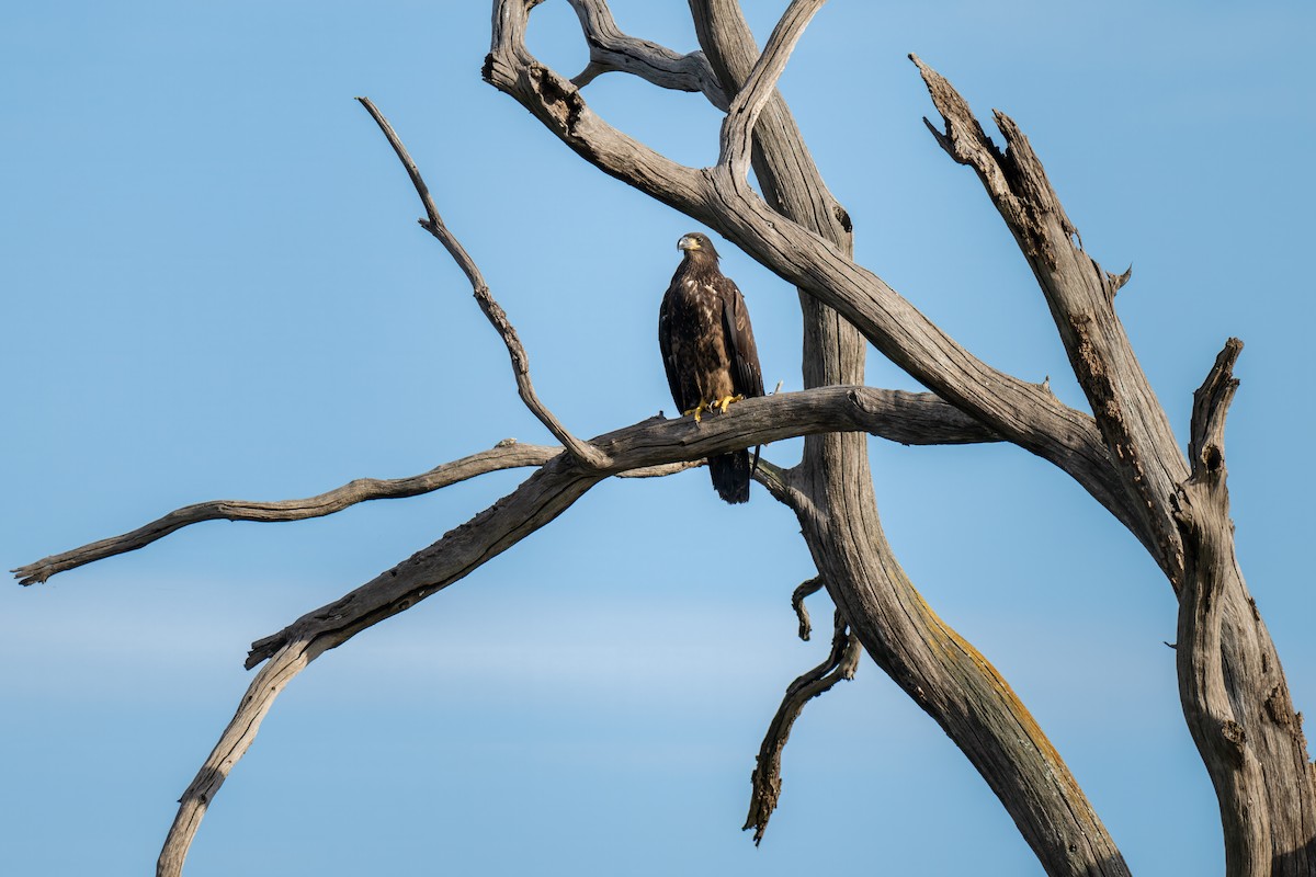 Bald Eagle - ML620909583