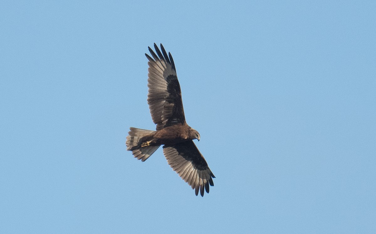 Aguilucho Lagunero del Pacífico - ML620909584