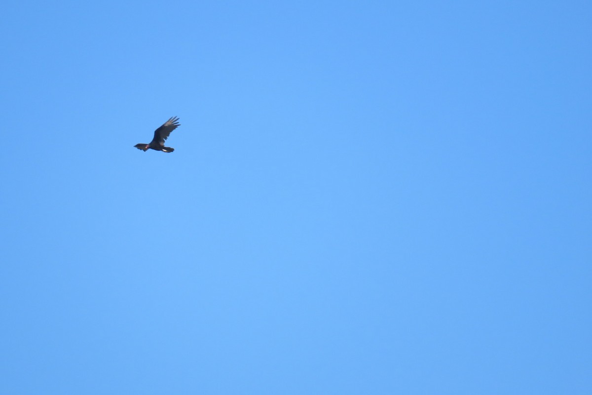 Turkey Vulture - ML620909585