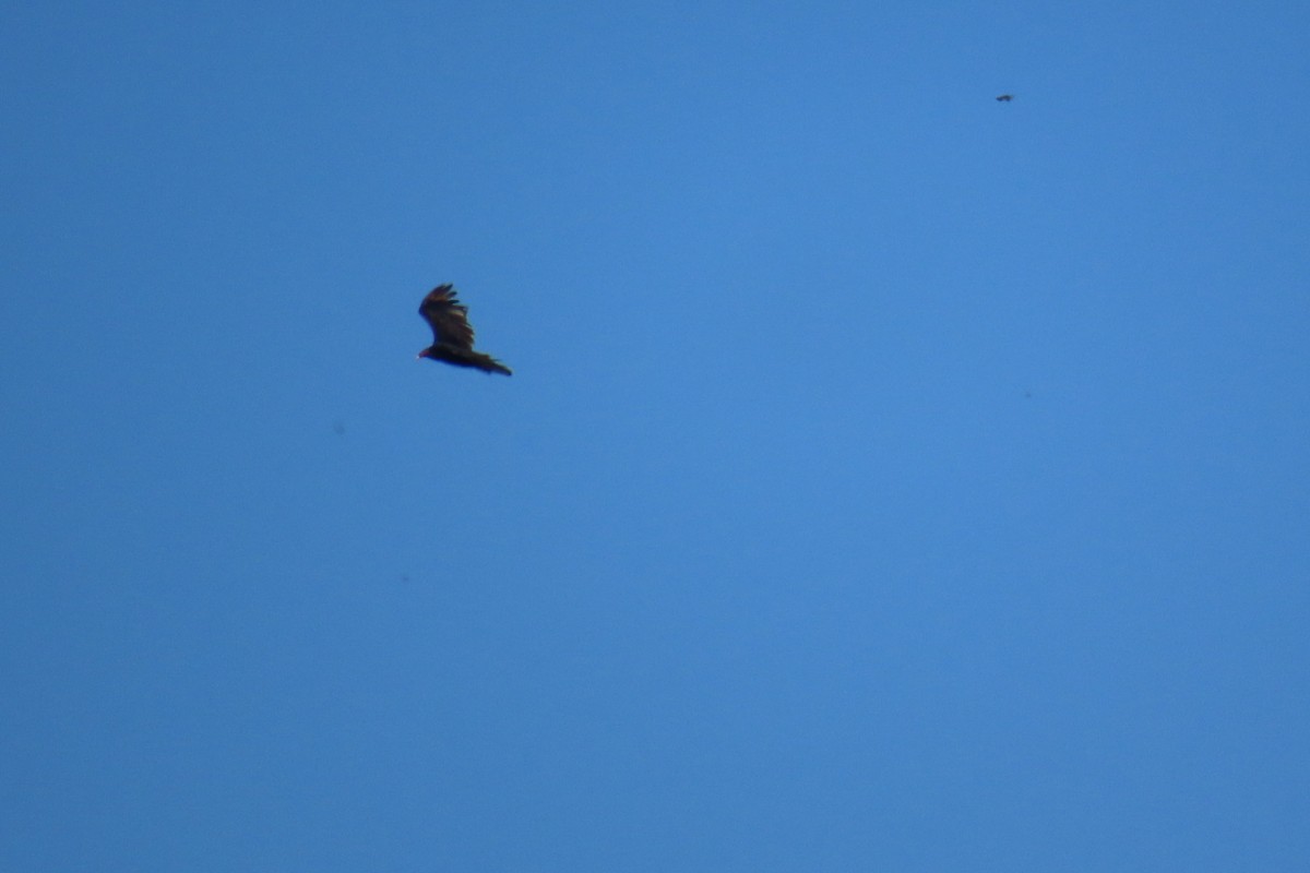 Turkey Vulture - ML620909586