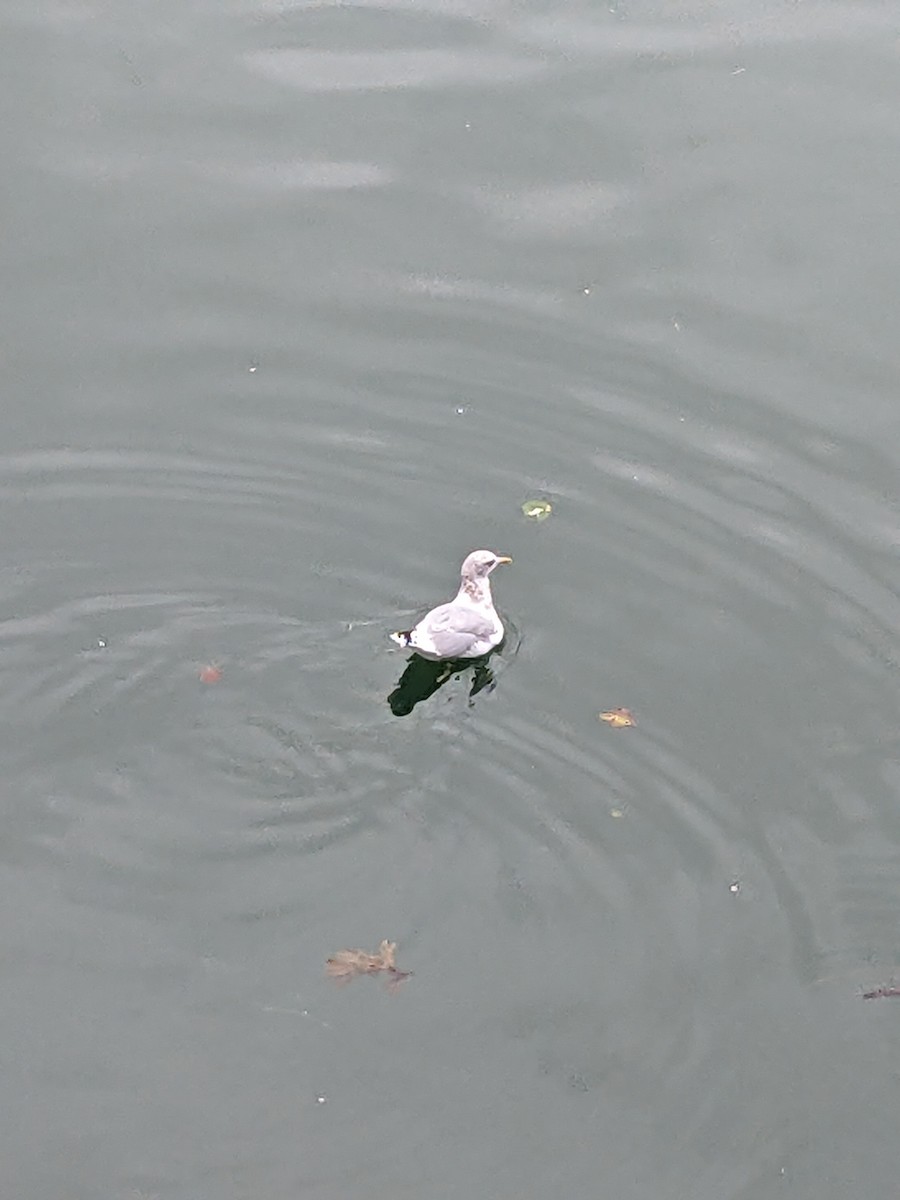 Short-billed Gull - ML620909590