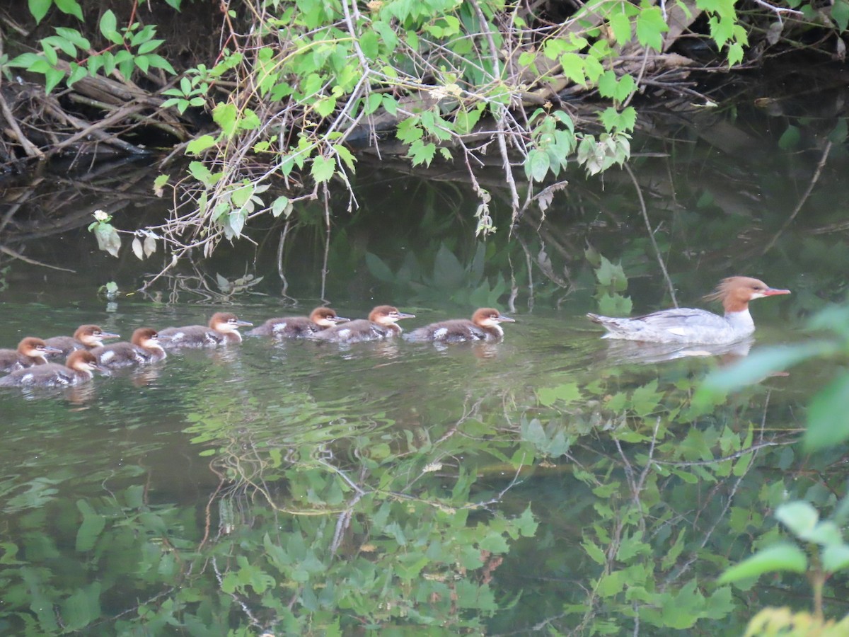 Common Merganser - ML620909595