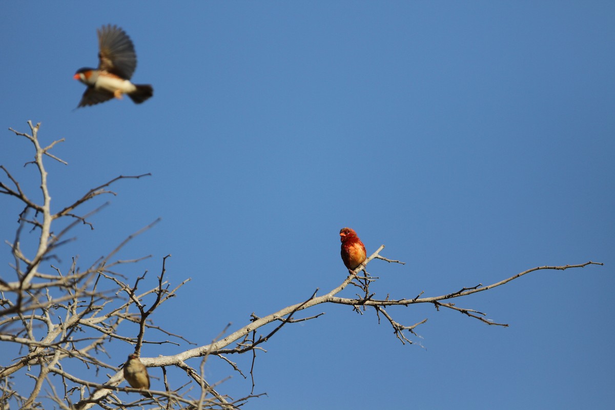 Bengalí Rojo (flavidiventris) - ML620909597