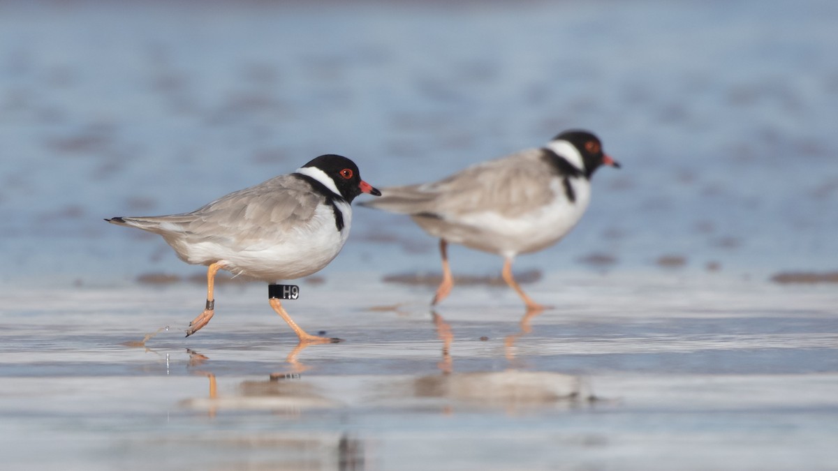 Hooded Plover - ML620909610