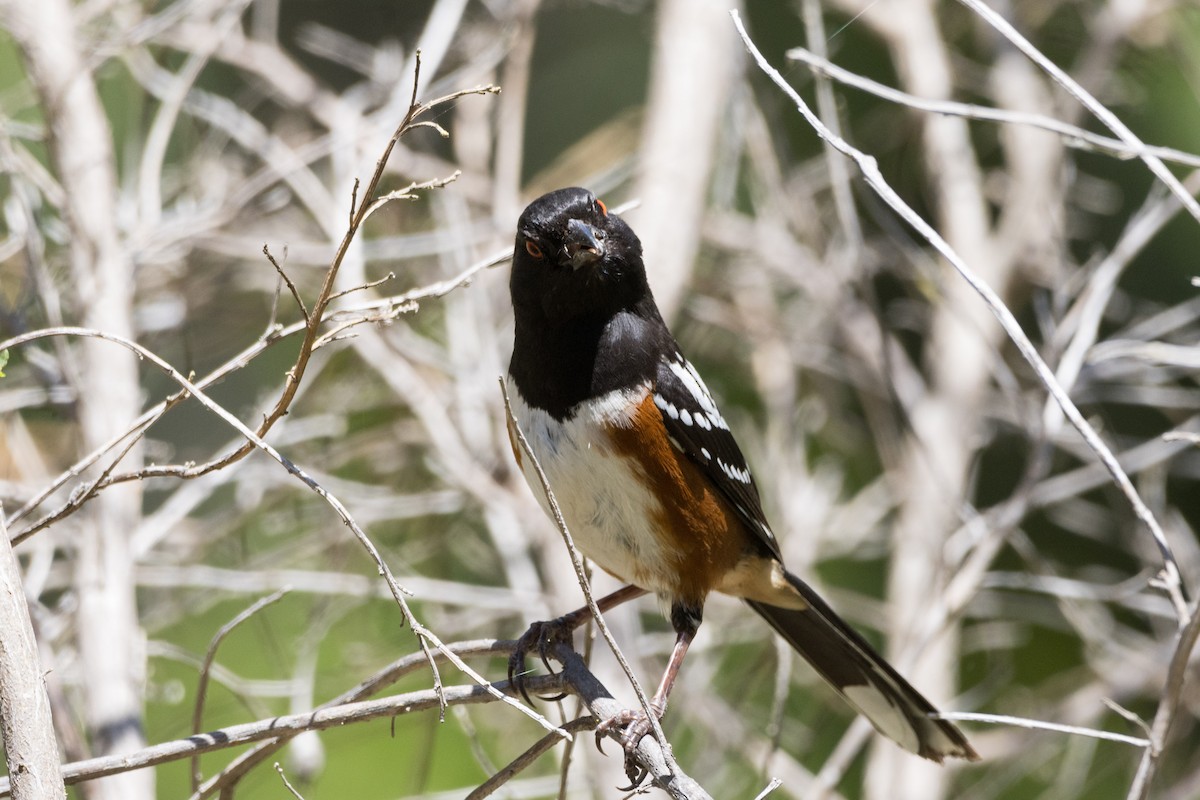 Spotted Towhee - ML620909614