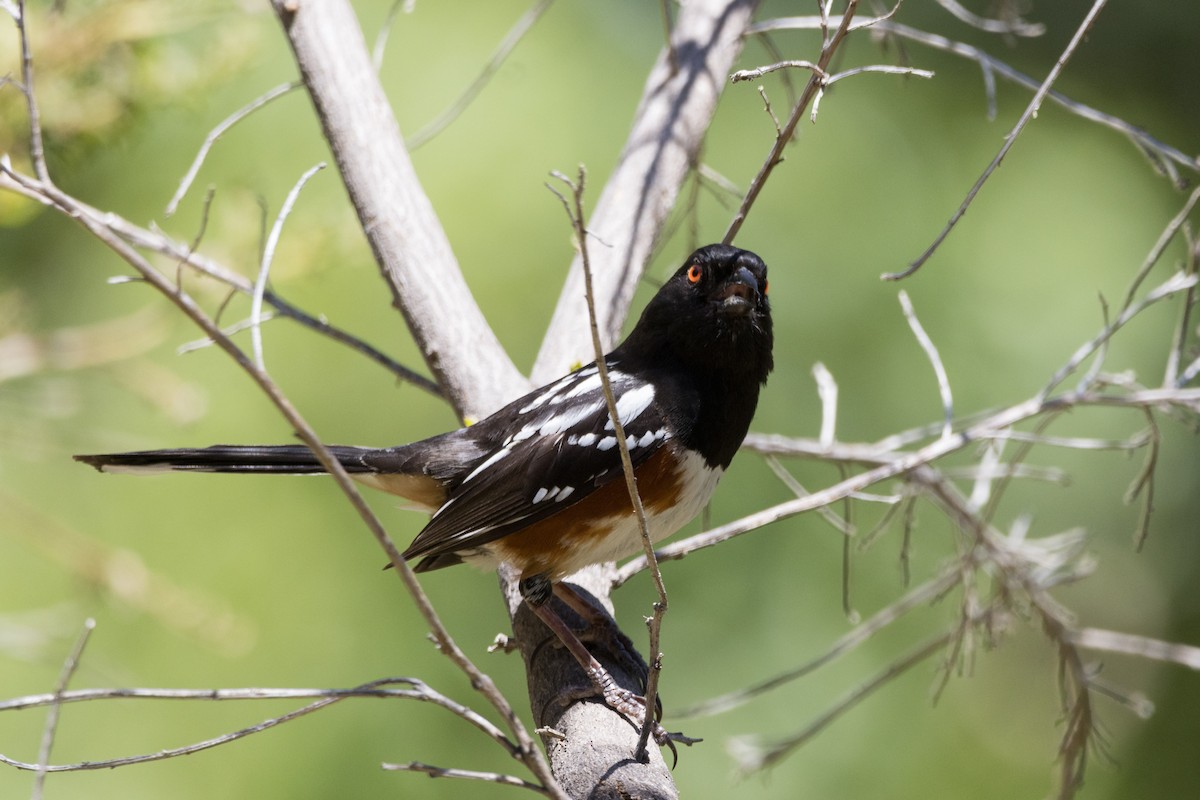 Spotted Towhee - ML620909615