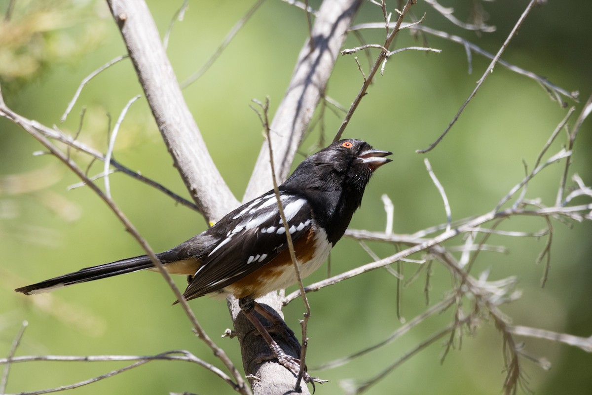 Spotted Towhee - ML620909616