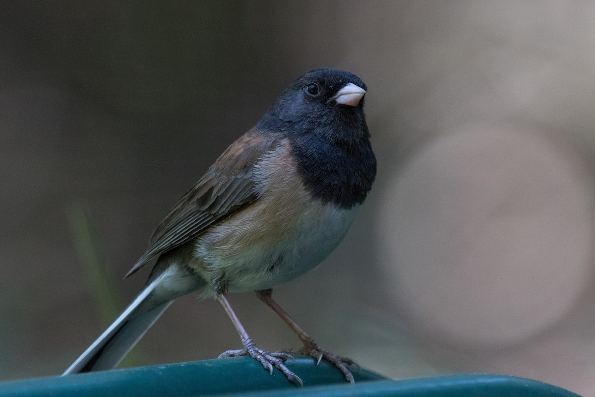 Dark-eyed Junco (Oregon) - ML620909623