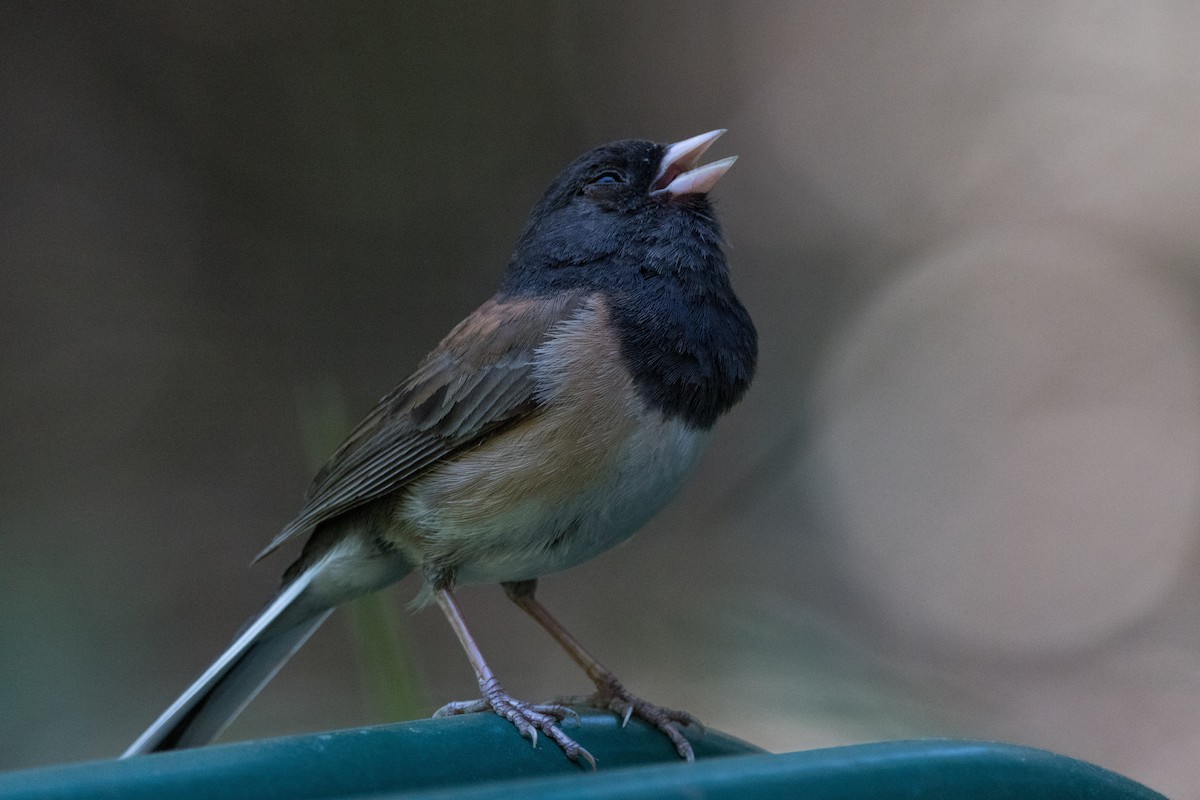 Dark-eyed Junco (Oregon) - ML620909624