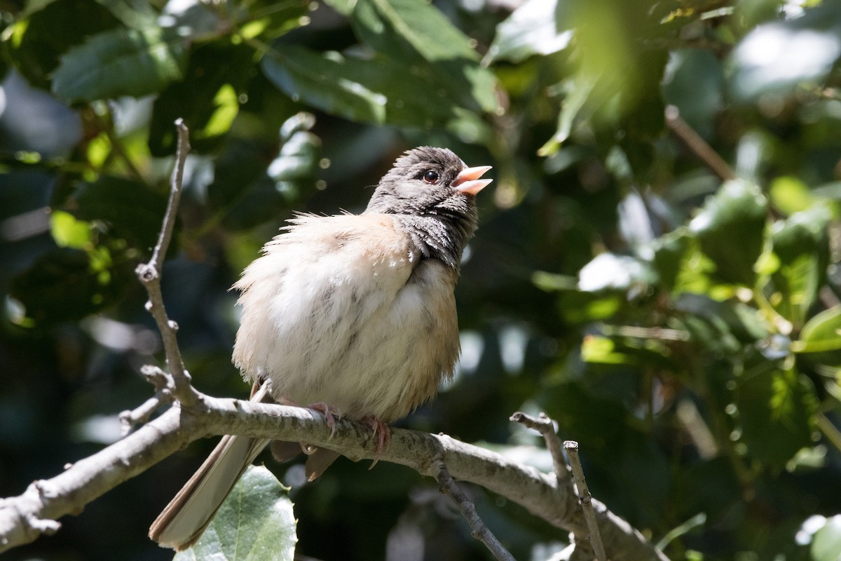 Dark-eyed Junco (Oregon) - ML620909629