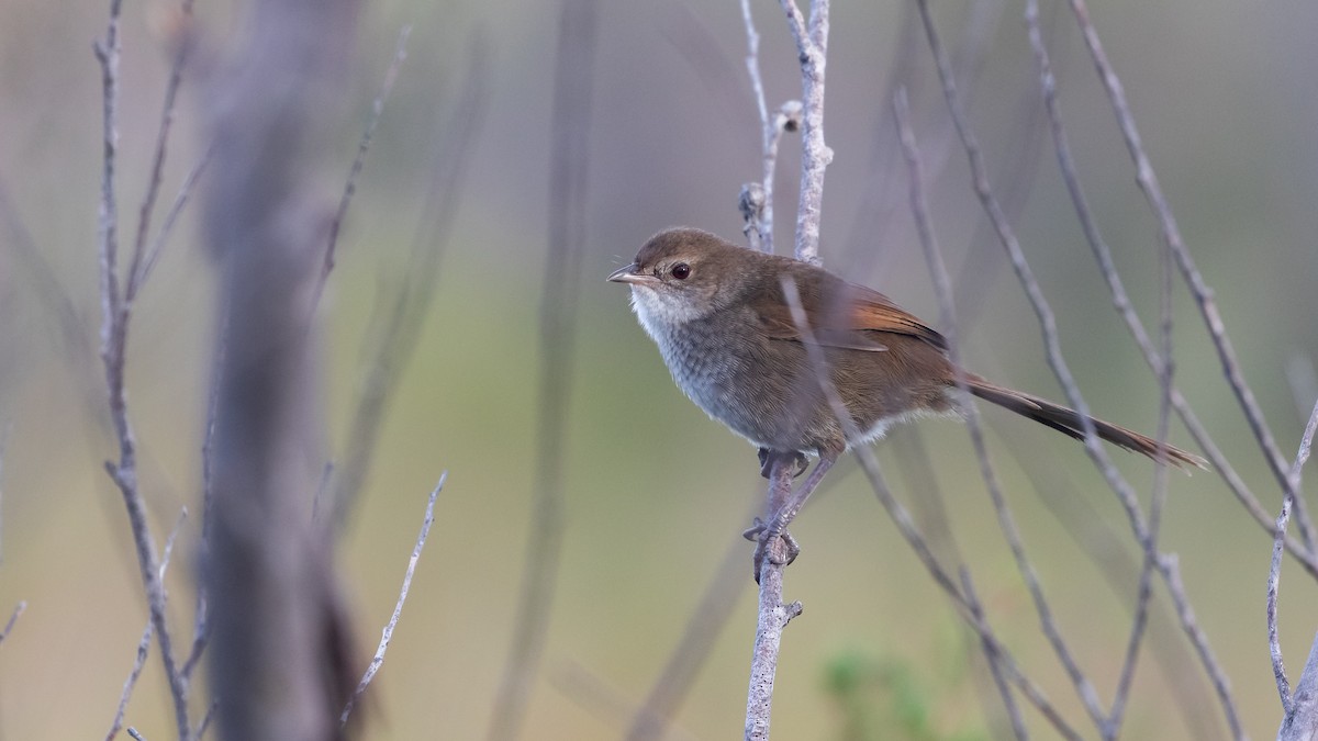 Eastern Bristlebird - ML620909632