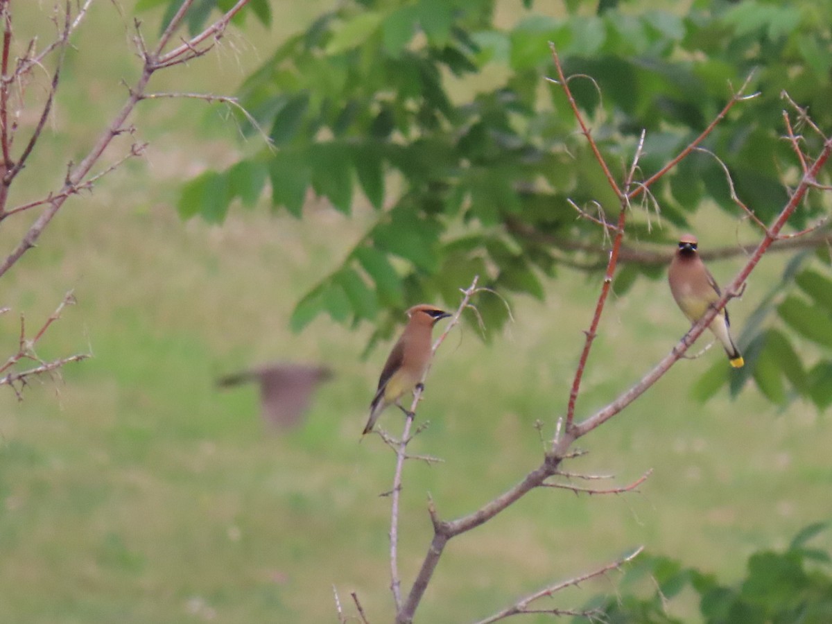 Cedar Waxwing - ML620909637