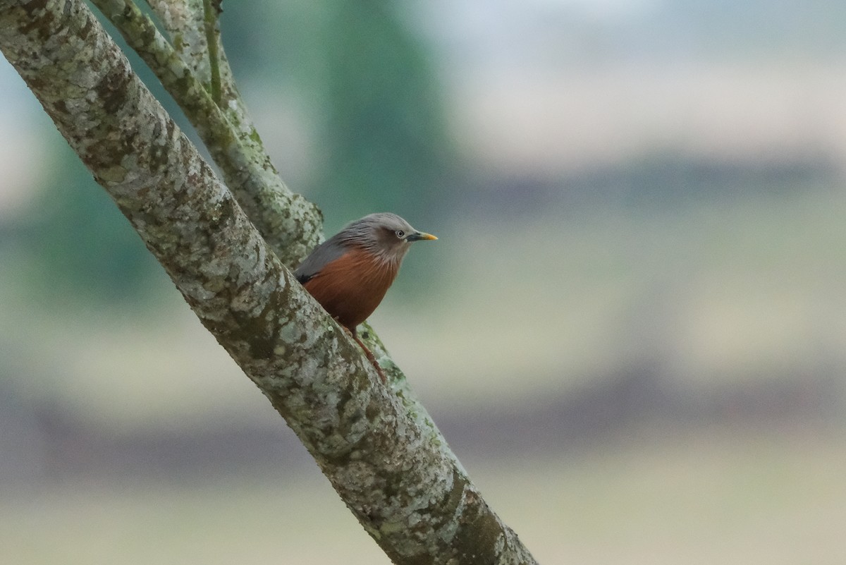Chestnut-tailed Starling - ML620909640