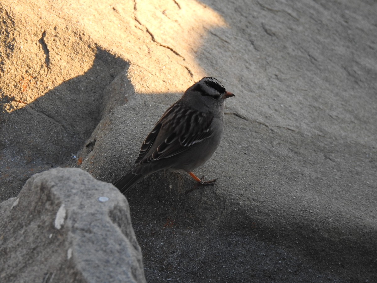 White-crowned Sparrow - ML620909645