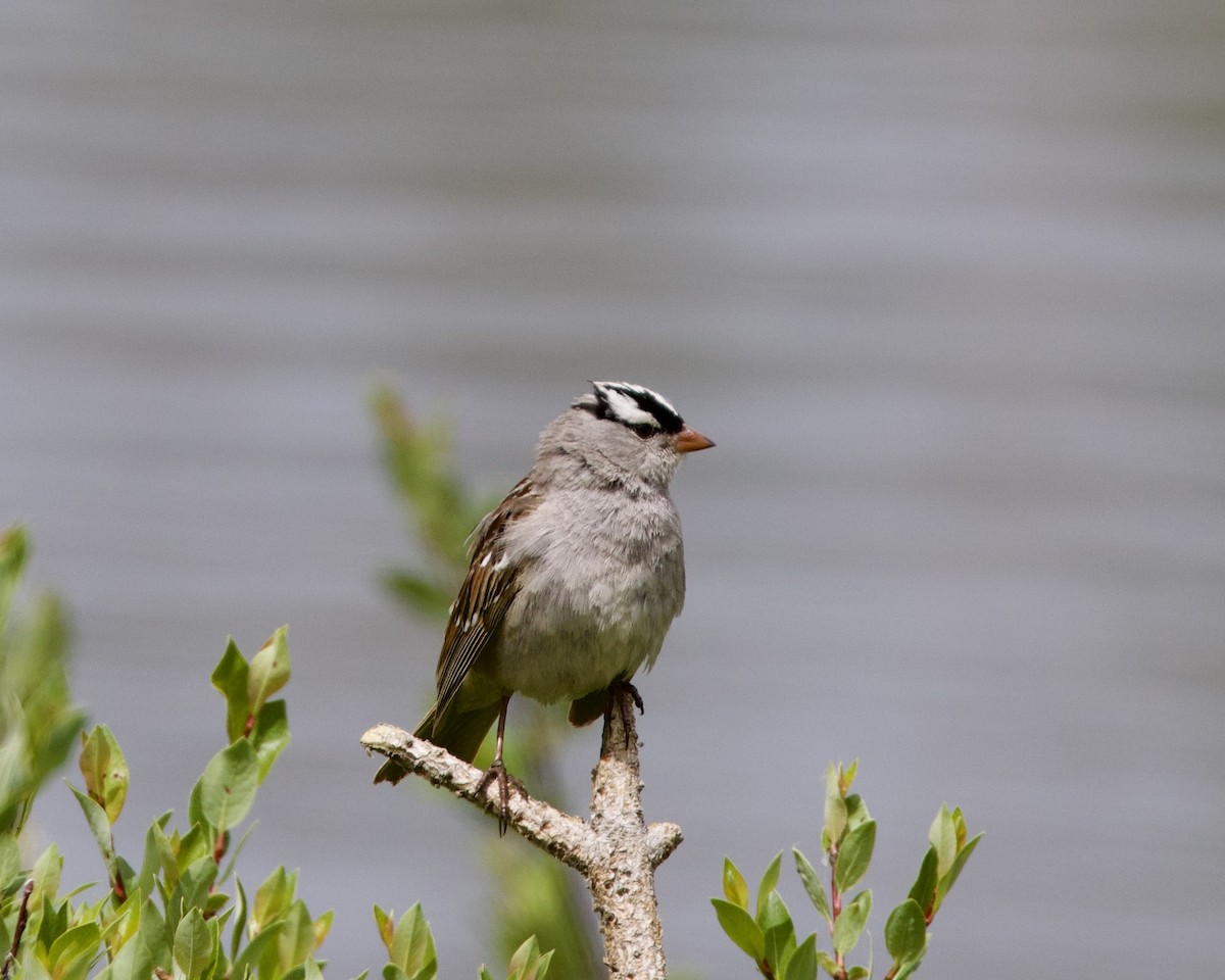 White-crowned Sparrow (oriantha) - ML620909650