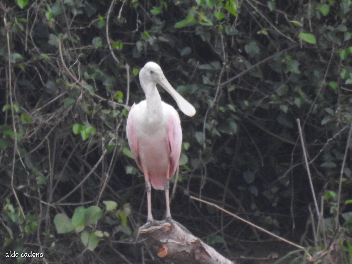 Roseate Spoonbill - ML620909653