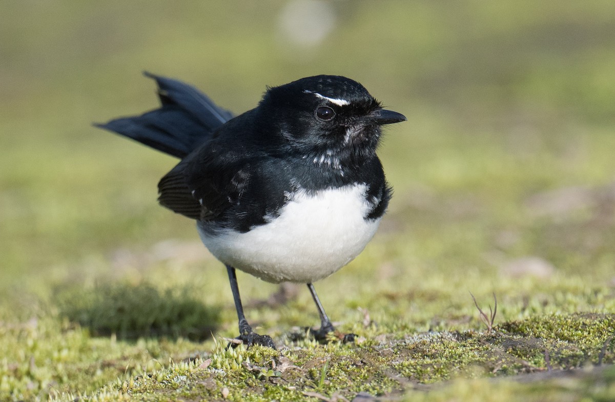 Willie-wagtail - ML620909697