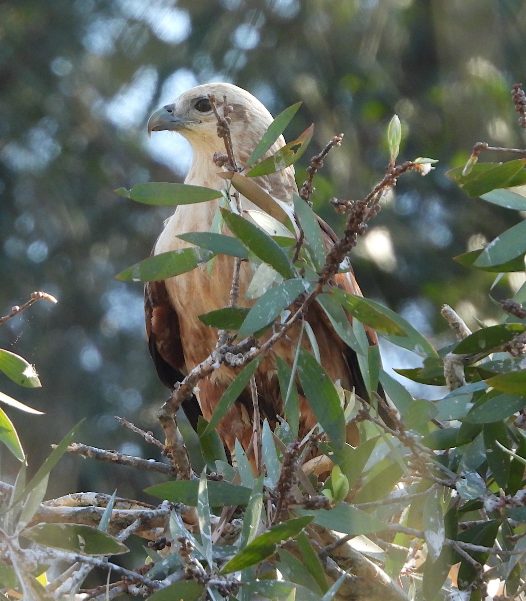 Brahminy Kite - ML620909708