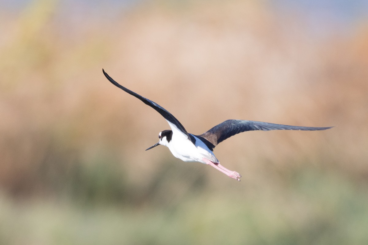 Black-necked Stilt - ML620909714