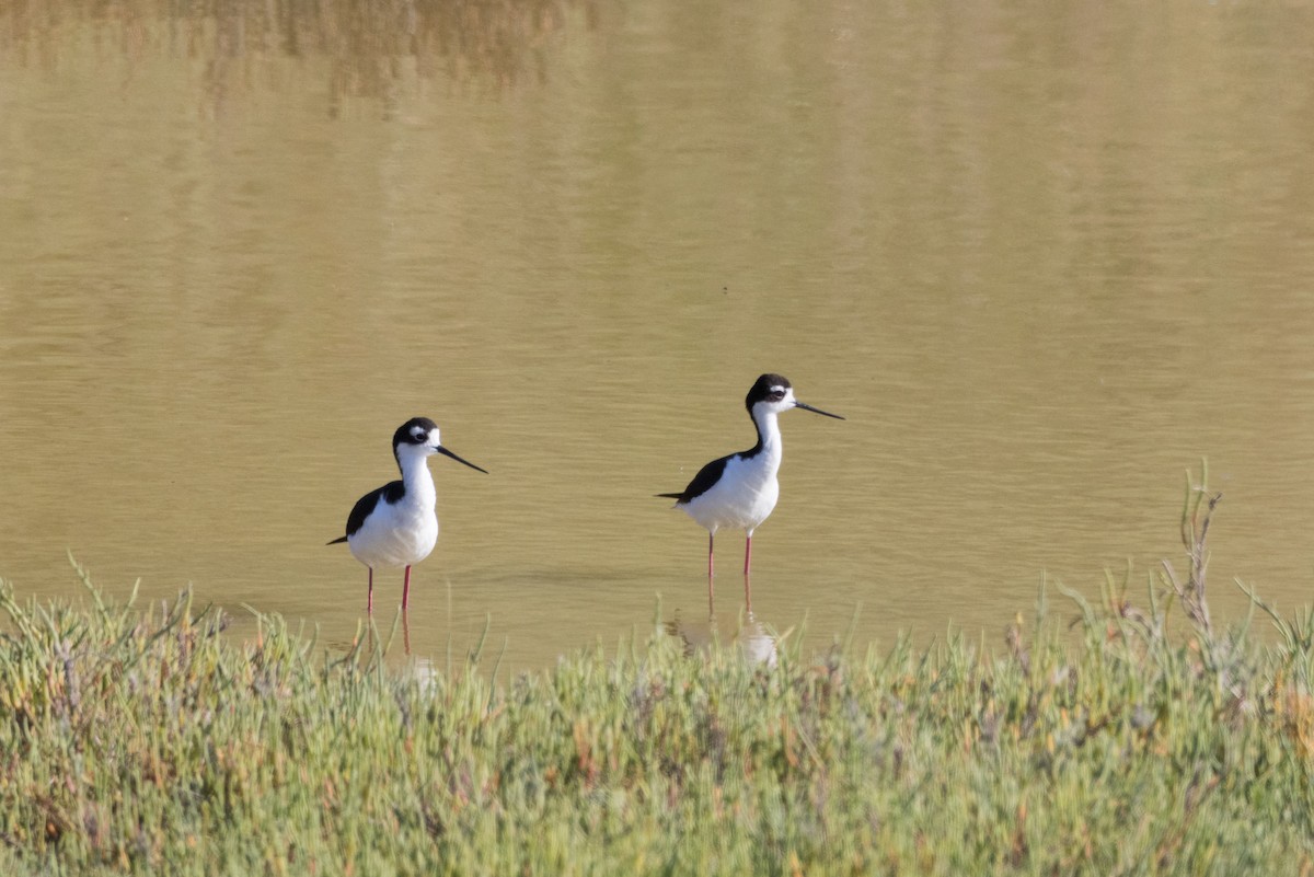 Black-necked Stilt - ML620909715