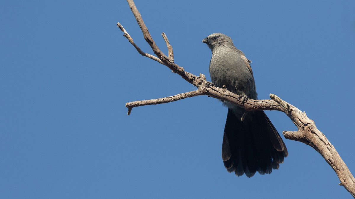 Apostlebird - ML620909718