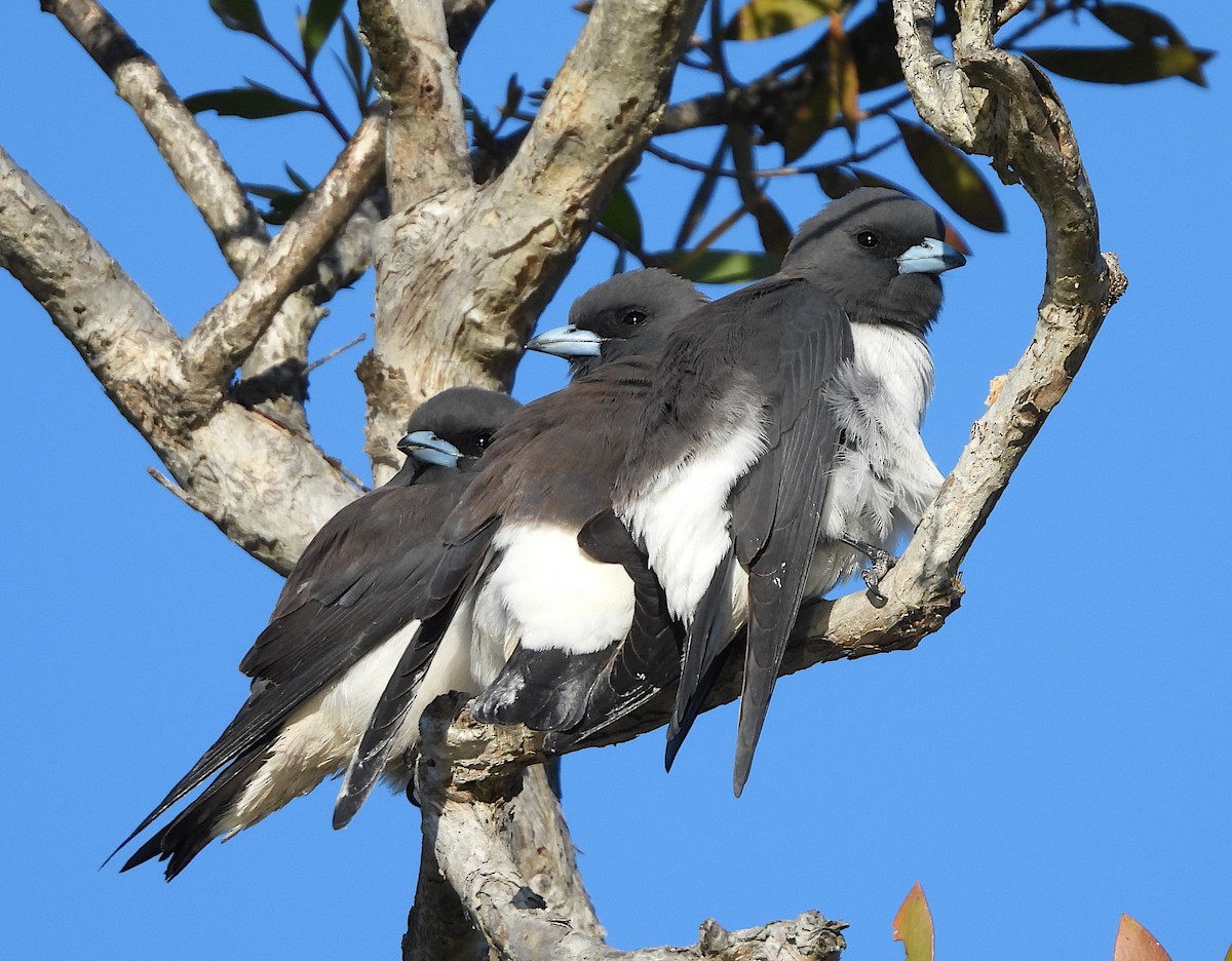 White-breasted Woodswallow - ML620909727