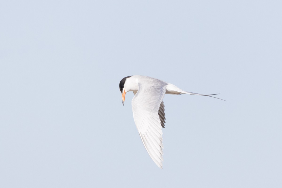 Forster's Tern - ML620909729