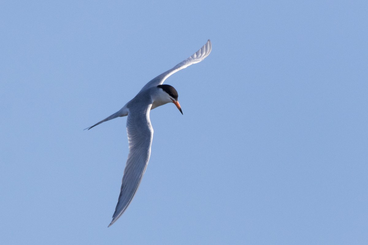 Forster's Tern - ML620909730