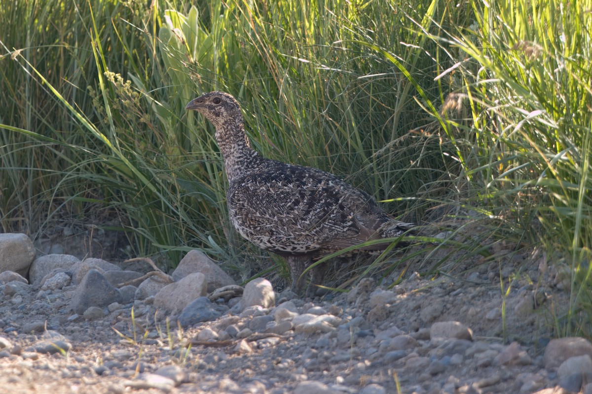 Greater Sage-Grouse - ML620909733