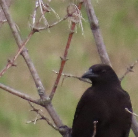 American Crow - ML620909734