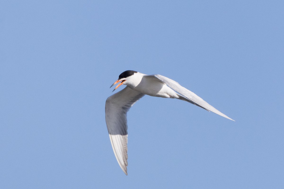 Forster's Tern - ML620909736