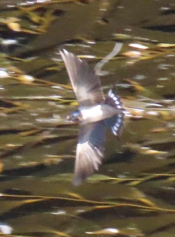 Barn Swallow - ML620909737