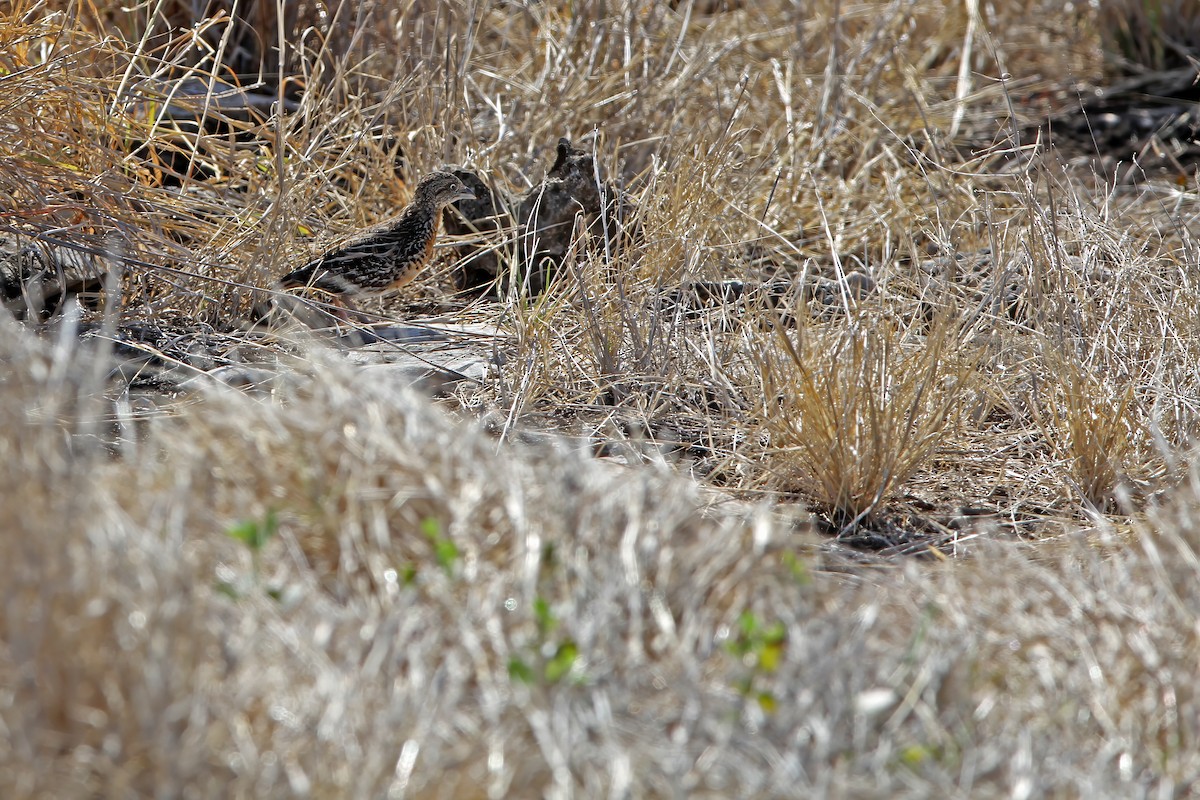 Sumba Buttonquail - ML620909741