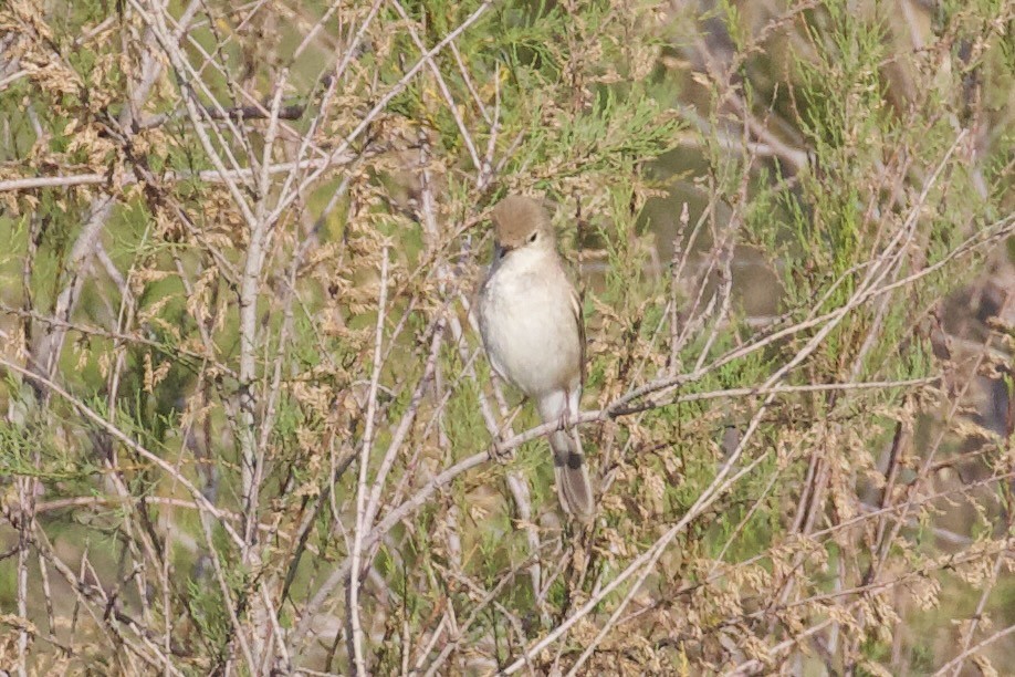 Sykes's Warbler - ML620909742