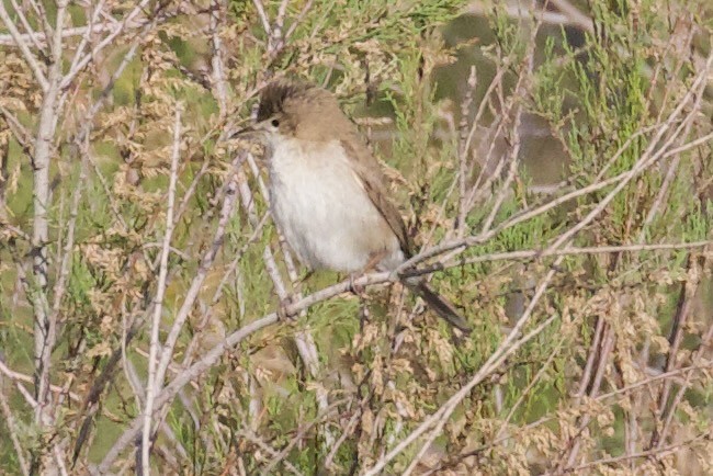 Sykes's Warbler - ML620909743