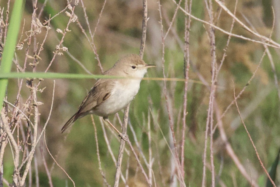 Sykes's Warbler - ML620909744