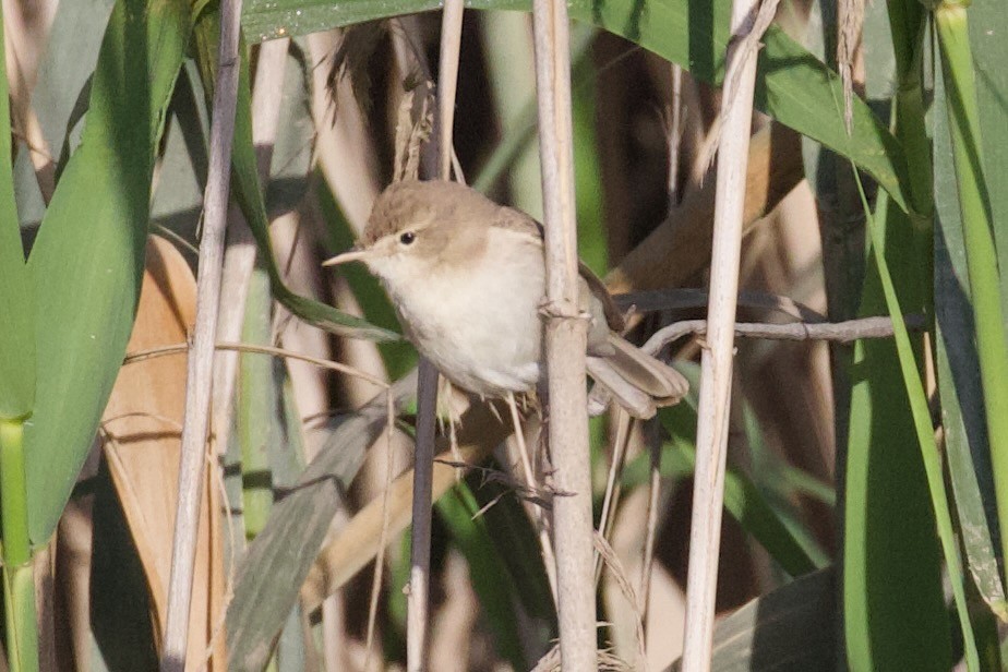 Sykes's Warbler - ML620909745