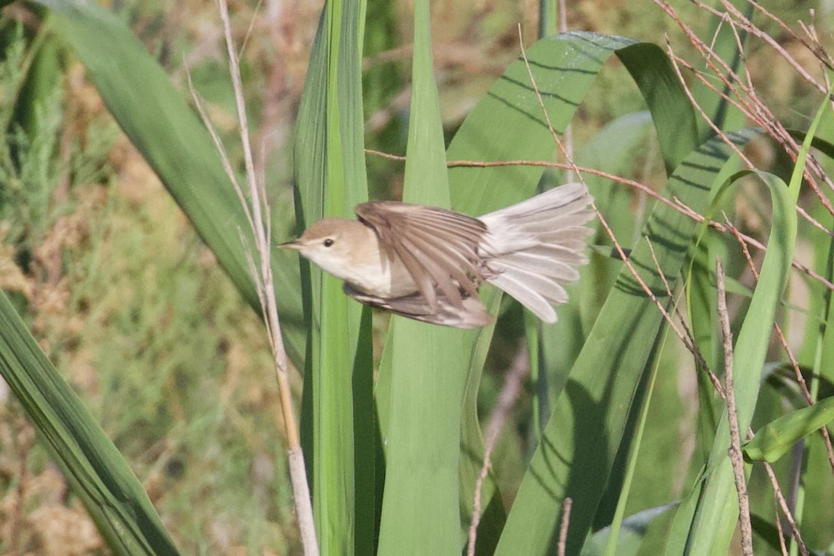 Sykes's Warbler - ML620909746