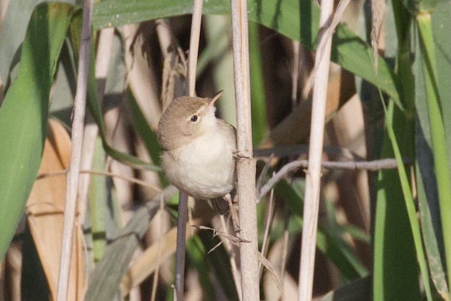 Sykes's Warbler - ML620909747