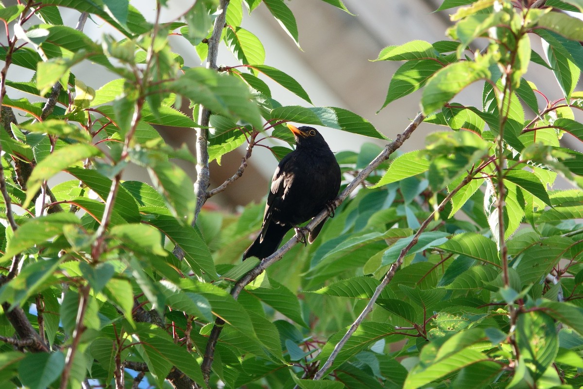 Eurasian Blackbird - ML620909748