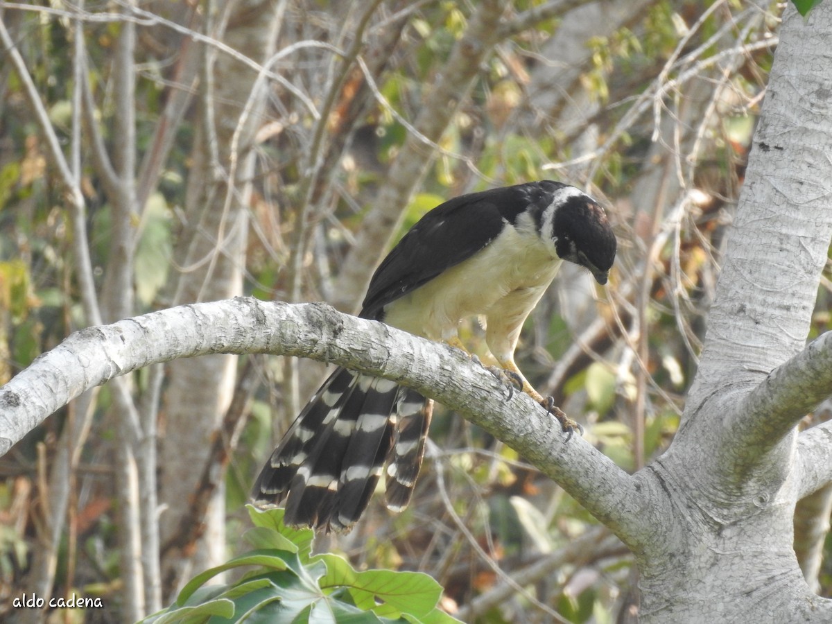 Collared Forest-Falcon - ML620909751