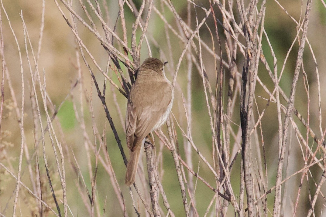 Sykes's Warbler - ML620909753