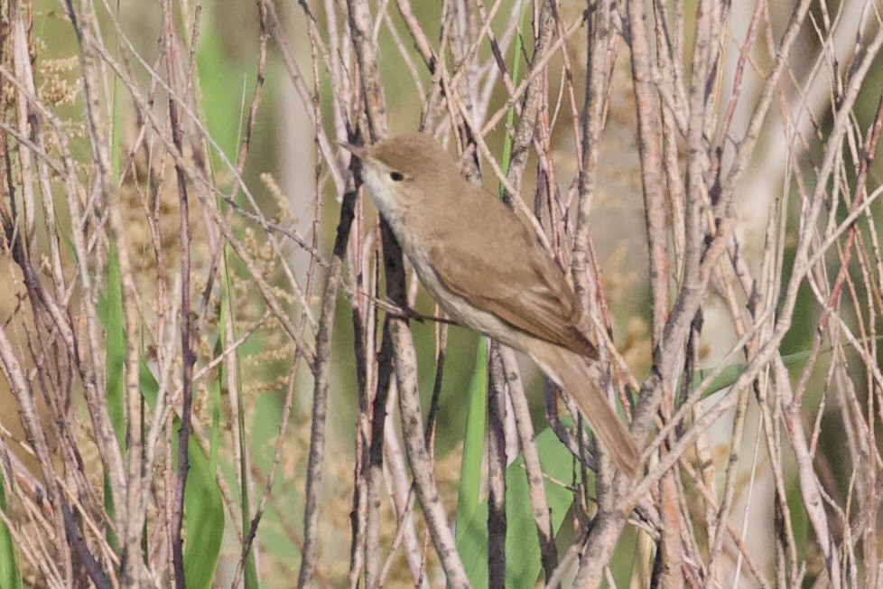 Sykes's Warbler - ML620909754