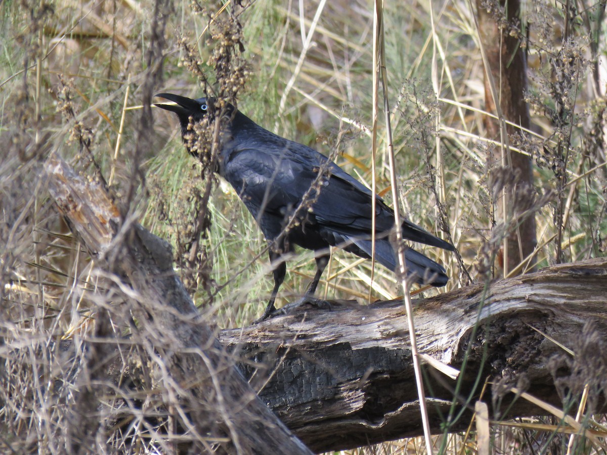 Australian Raven - ML620909759